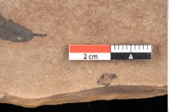 Foto (Detailsansicht) von Quercus palaeoilex Ettingshausen (NHMW-GEO-2024-0188-0835)